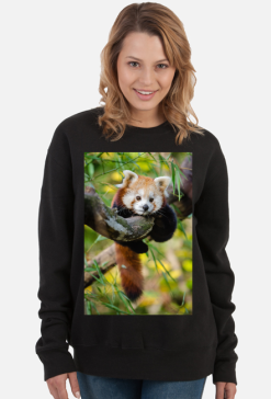 Red Panda