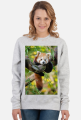 Red Panda
