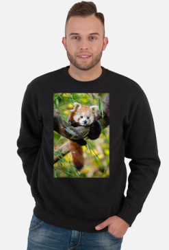 Red Panda