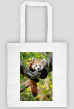 Red Panda