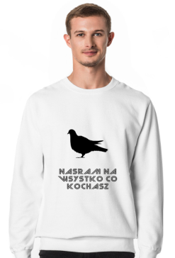 gołąb