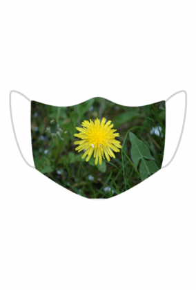 Maska maseczka natura mlecz mniszek lekarski kwiat