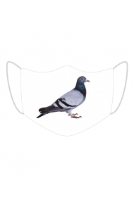 gołab