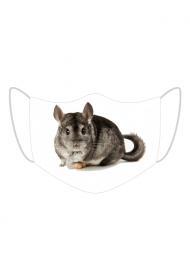 chinchillas