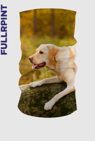 Komin - Golden Retriver na kamieniu