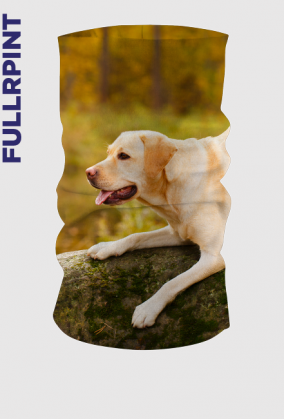Komin - Golden Retriver na kamieniu
