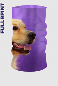 Komin - Golden Retriver fiolet
