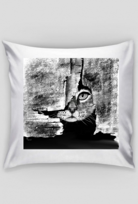 Tajemniczy kitku - poduszka