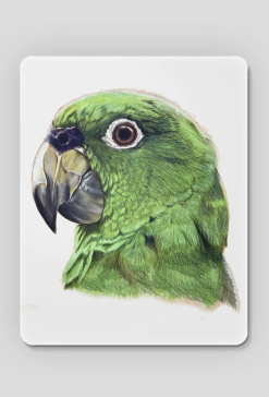 Green parot papuga