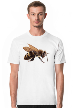 Pszczoła bee