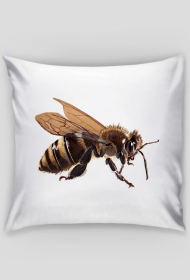 Pszczoła bee