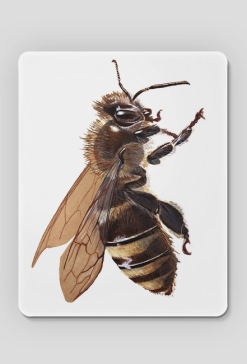 Pszczoła bee