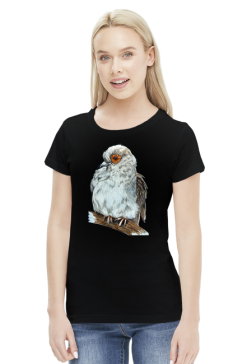 Gołąb dove