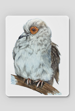 Gołąb dove