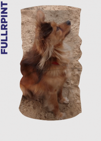 Komin wielofunkcyjny - Rosyjski Toy Terrier na plaży