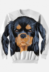 cavalier spaniel