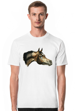 arab koń