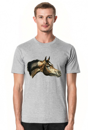 arab koń