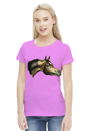 arab koń
