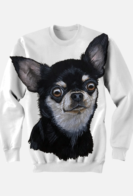 czarny chihuahua