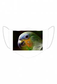 Parrot