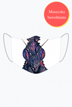 Maska z Modliszką Phyllocrania paradoxa