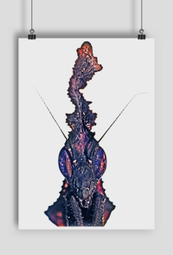 Plakat z Phyllocrania paradoxa