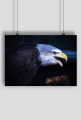 Plakat A2 Poziomy Orzel