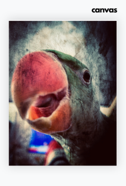 Papuga