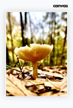 Grzyb