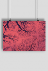 Plakat Forest