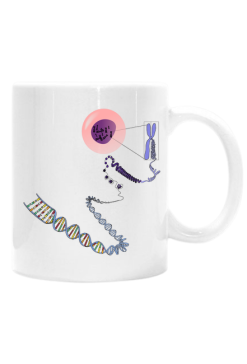 Kubek klasyczny *The chromosome-DNA love story