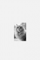 Power cat