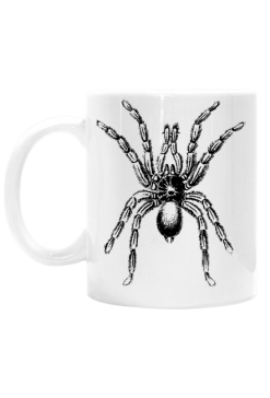 Spider