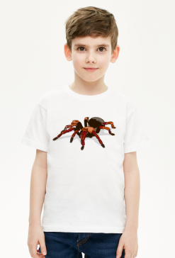 Spider #1