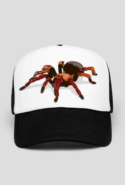 Spider #1