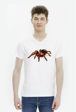 Spider #1