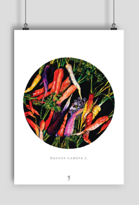 Marchew | Plakat A2