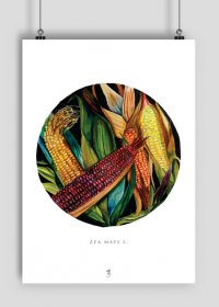 Kukurydza | Plakat A2