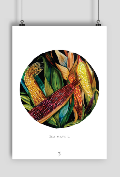 Kukurydza | Plakat A2