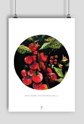 Pomidory | Plakat A2