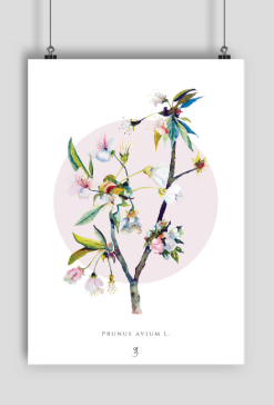 Czereśnie | Plakat A1