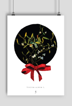 Jemioła | Plakat A2
