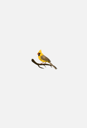 Yellow Cardinal