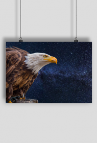 Plakat A1 Poziomy Orzel