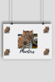 Plakat A1 Pantera