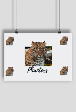 Plakat A1 Pantera