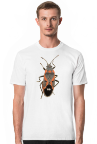 Piękny owad z rodziny zwieńcowatych