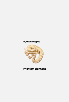 Pyton królewski Python Regius Phantom Bannana