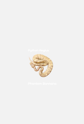 Pyton królewski Python Regius Phantom Bannana